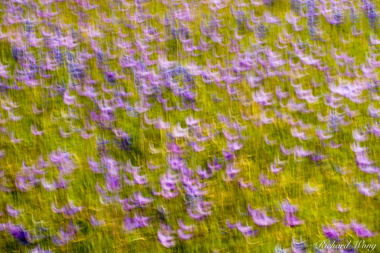 Impressionistic Photo of Blue Dicks and Sky Lupine Wildflowers at The Wind Wolves Preserve, Kern County, California, photo