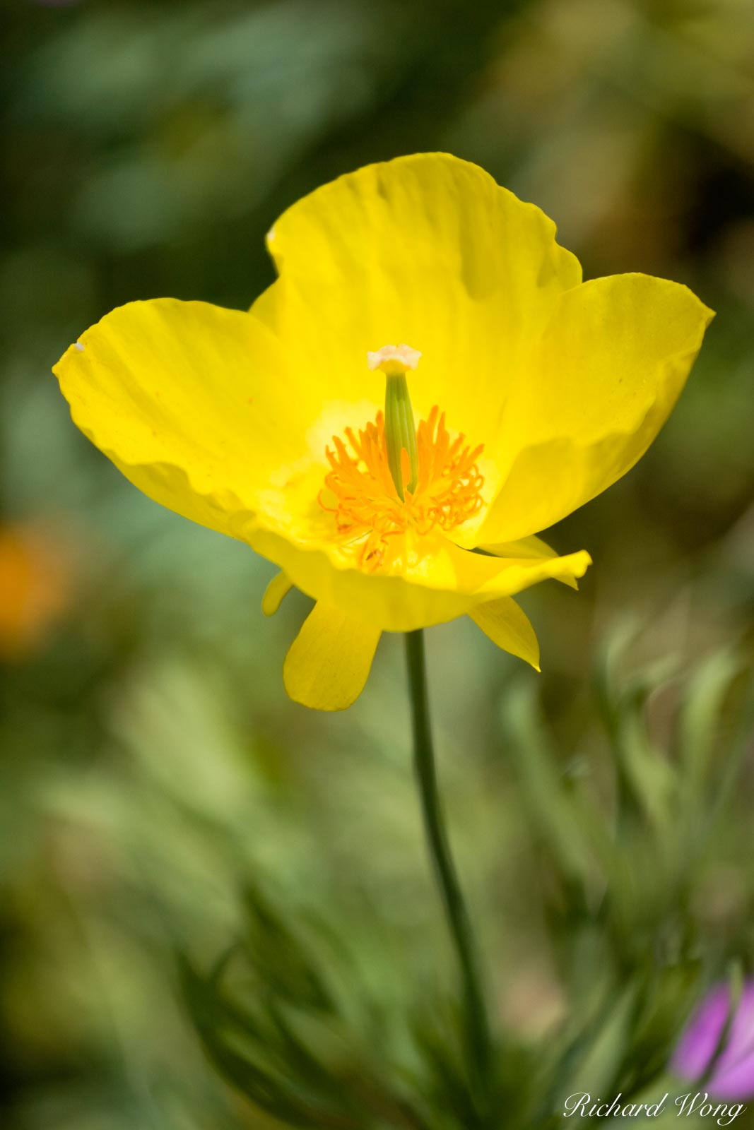 Yellow Poppy, Fullerton Arboretum, California When shooting macro flower photography, it's all about pairing the flower of the...