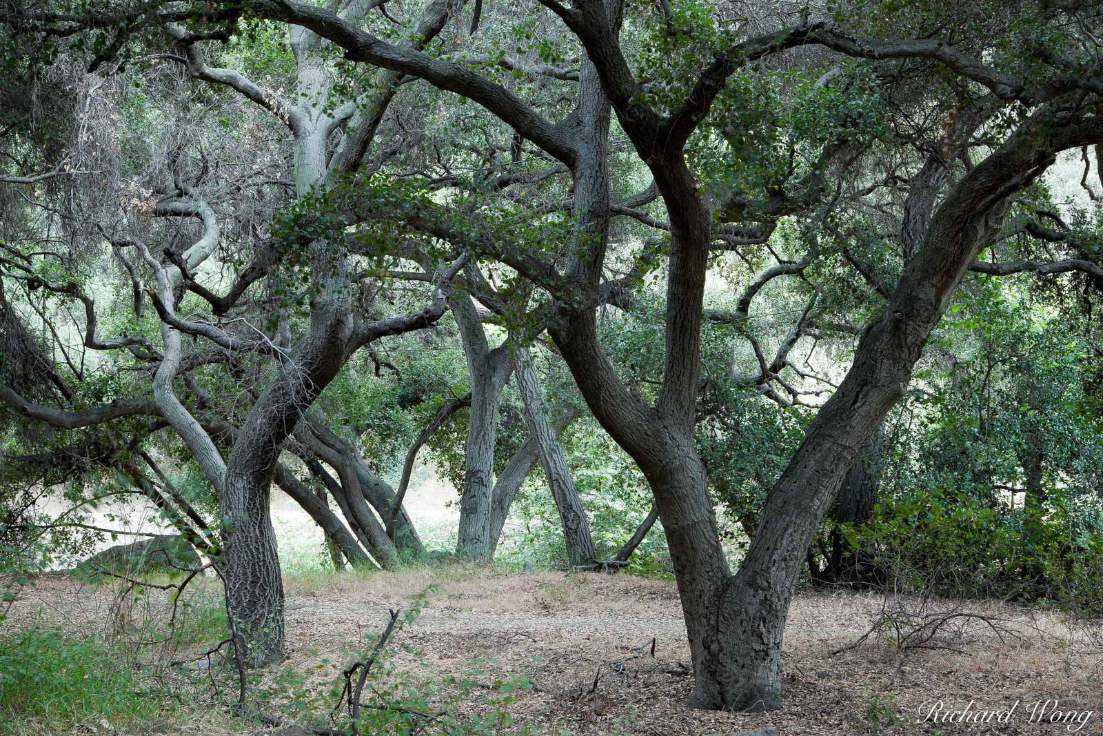 Oak Tree Forest, Big Dalton Canyon Wilderness Park, Glendora, California