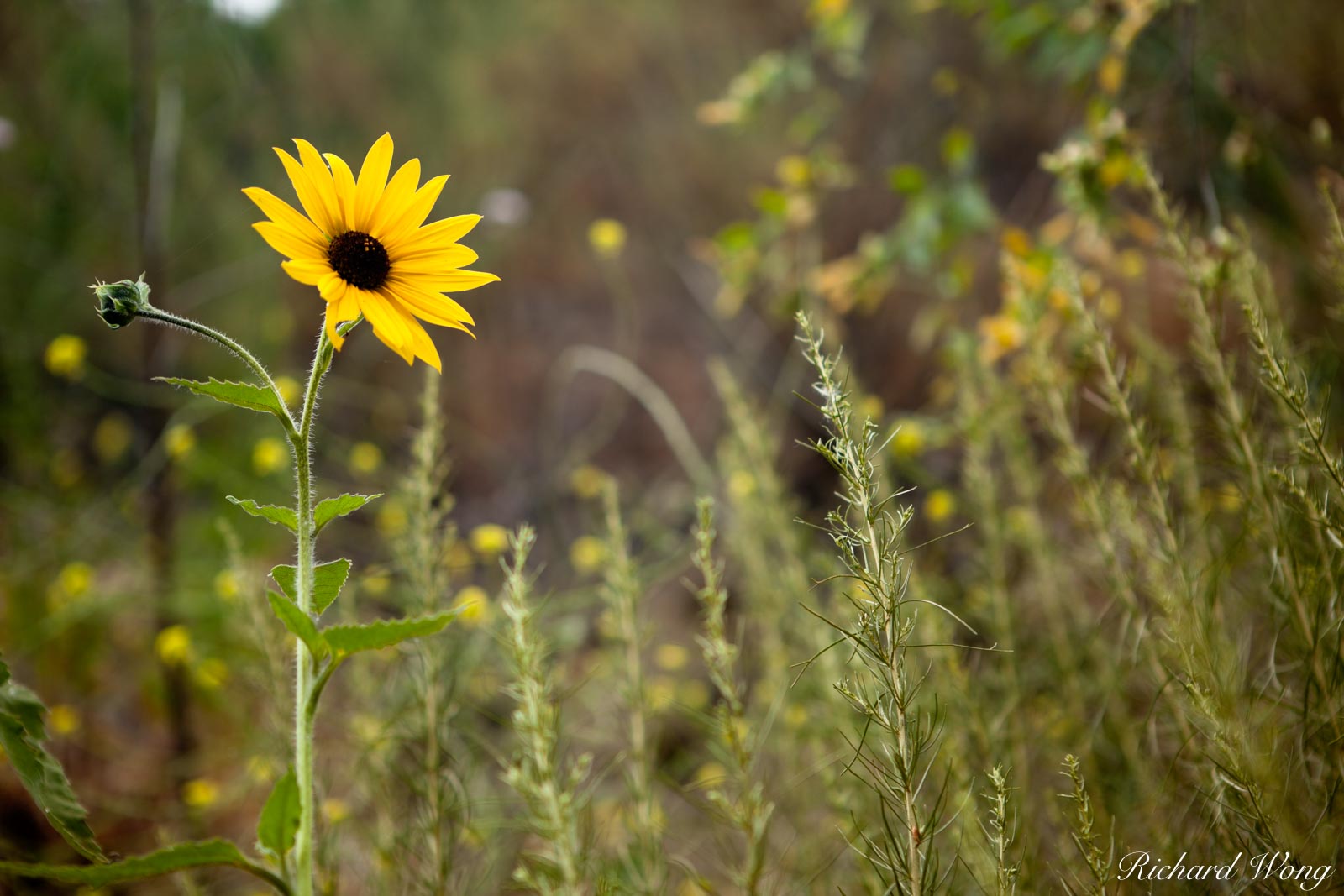 Wild Sunflowers at Big Dalton Canyon Wilderness Park, Glendora, California