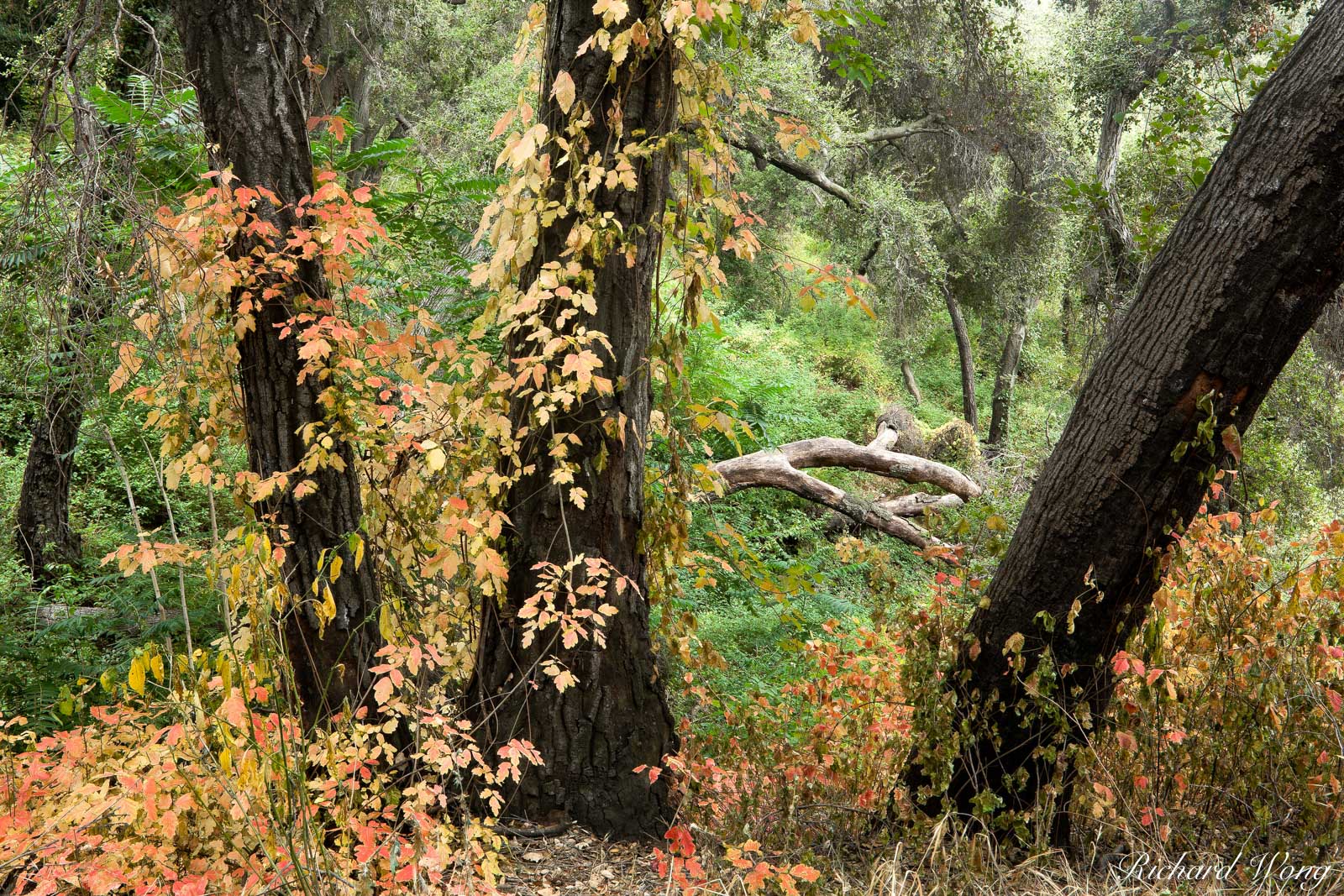 Poison Oak Foliage at Big Dalton Canyon Wilderness Park, Glendora, California