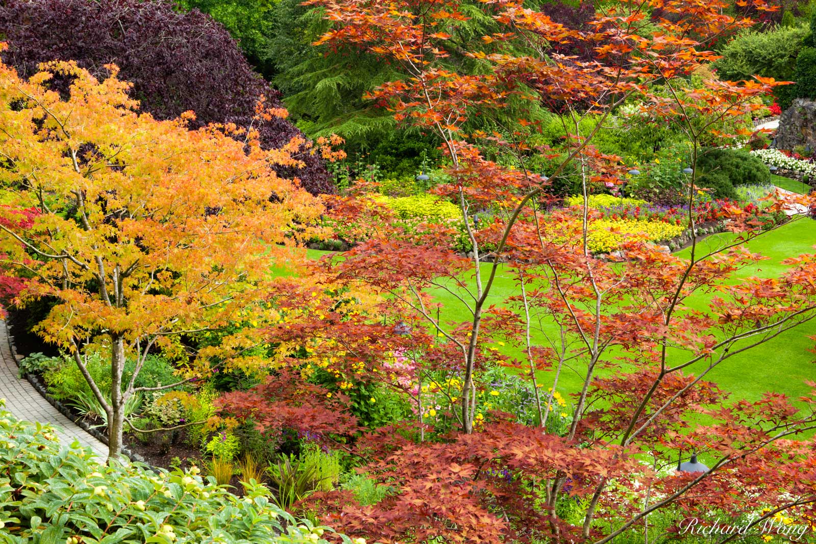 Japanese Maple Trees Fall Color - Sunken Garden, Butchart Gardens, Vancouver Island, B.C.