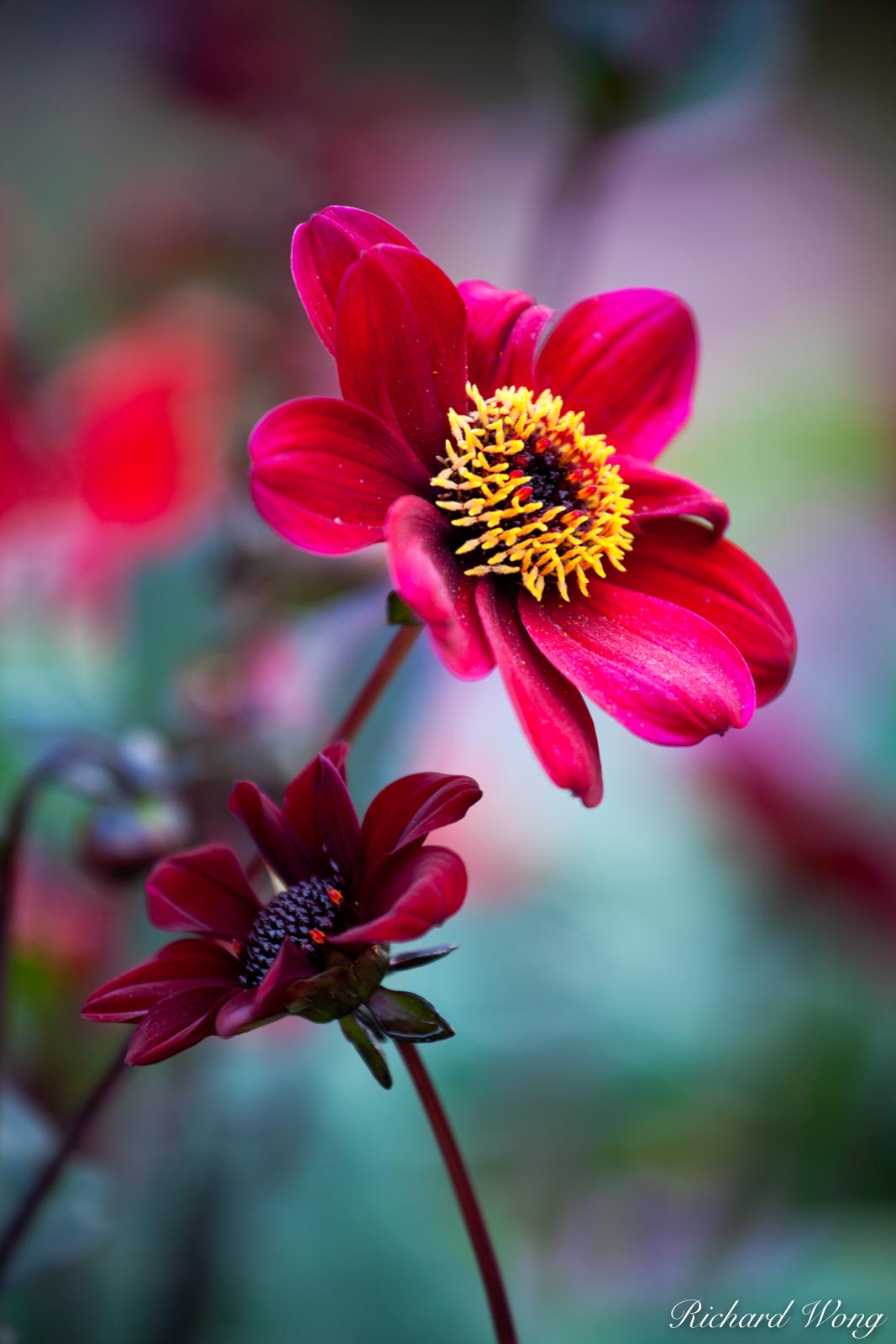 Flower Nature Photography For Sale | Richard Wong Photography