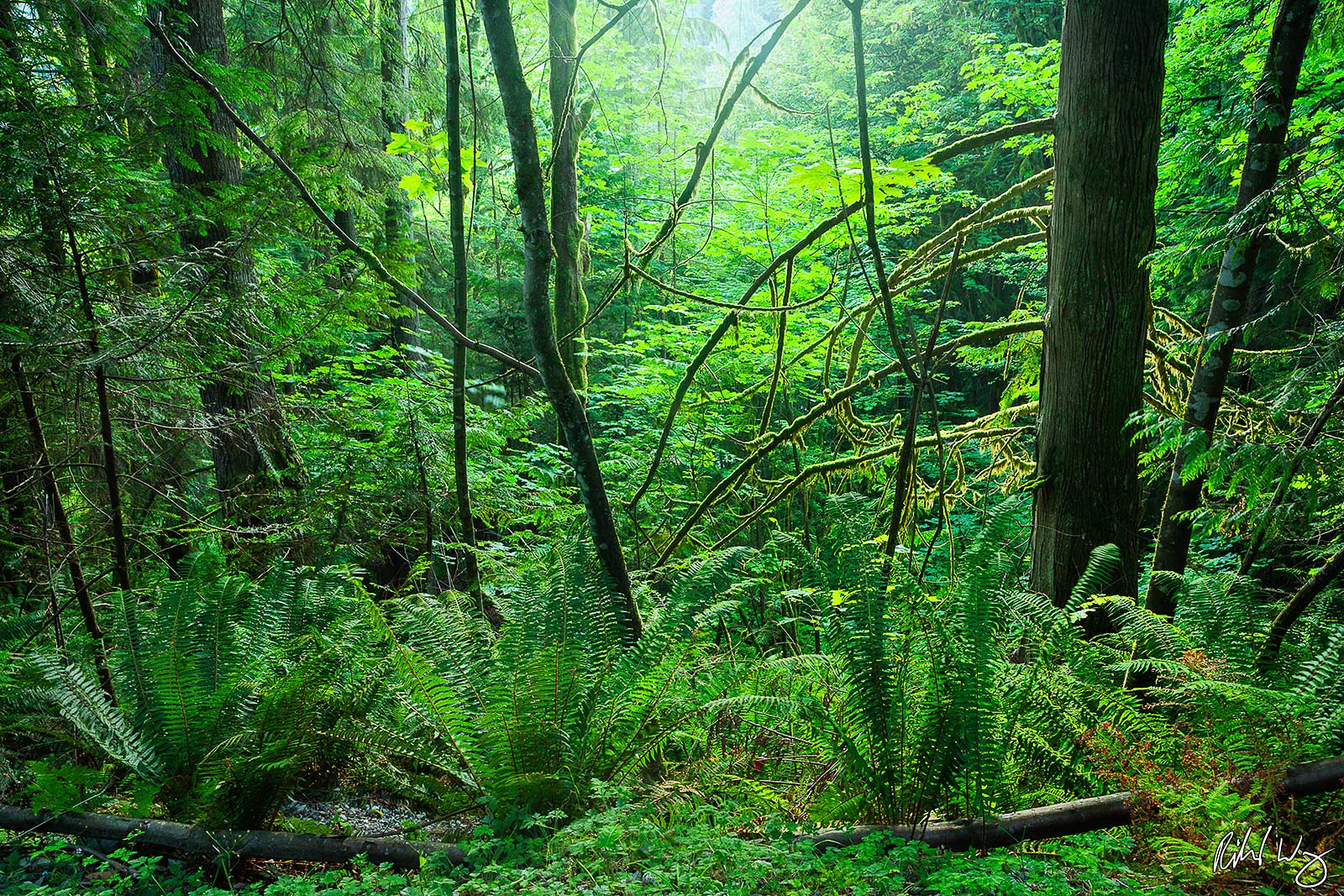 Temperate Rainforest - Capilano River Regional Park, North Vancouver, B.C., Canada