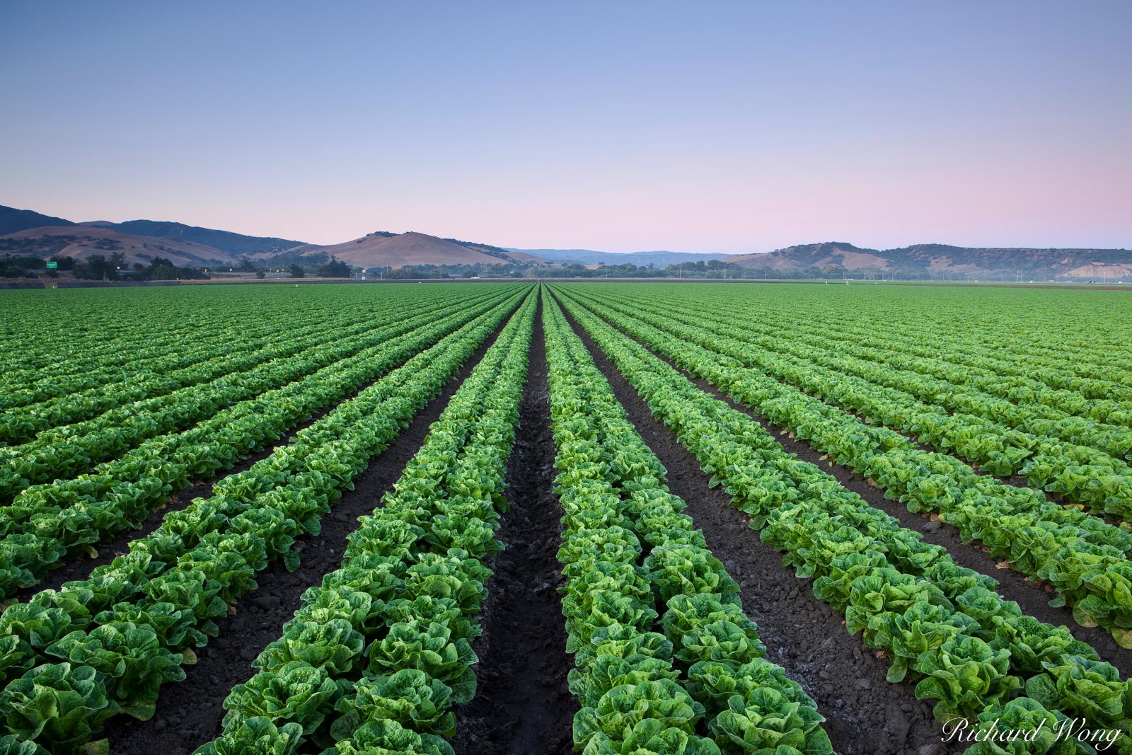 Agriculture Field of Lettuce Crops, Salinas, California, photo