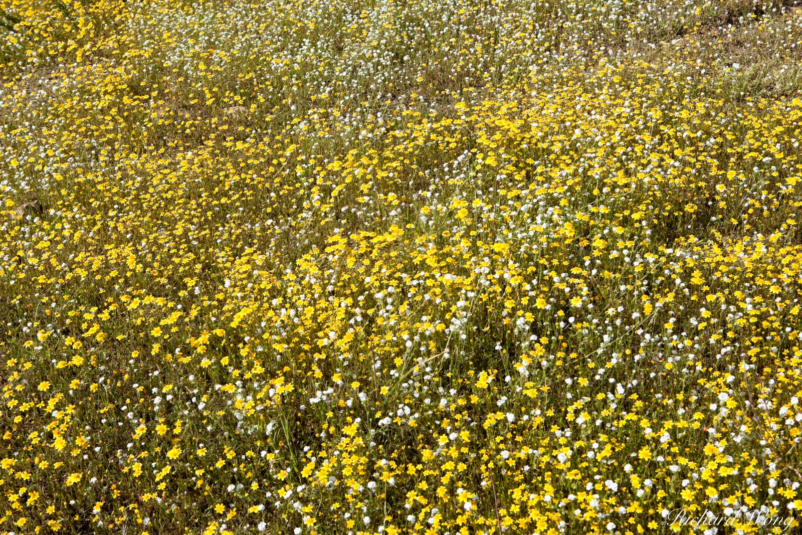 Spring Wildflowers in the Hills of Lake Elsinore, California