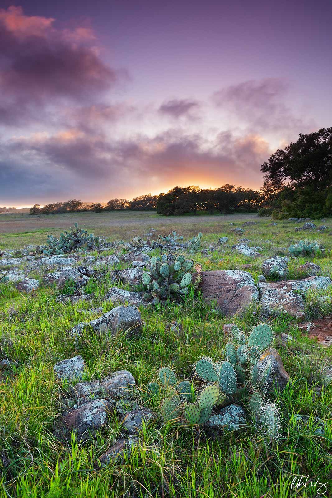 Cactus Along Vernal Pools Trail, Santa Rosa Plateau Ecological Reserve, California, photo