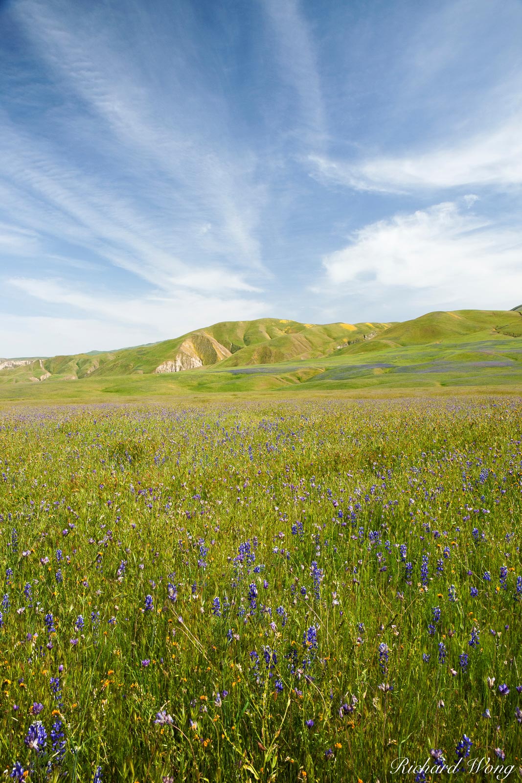 Lupine and Blue Dicks Wildflowers, Wind Wolves Preserve, California