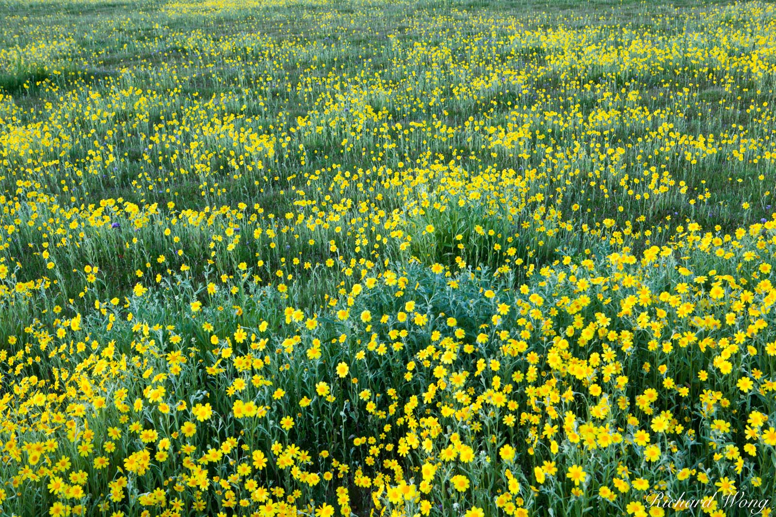 Goldfields, Carrizo Plain National Monument, Californi