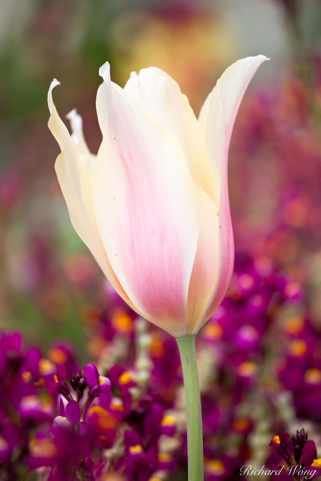 Tulip Close-Up, Descanso Garden, California I liked the pink color scheme here and selectively blurred with depth of field to...