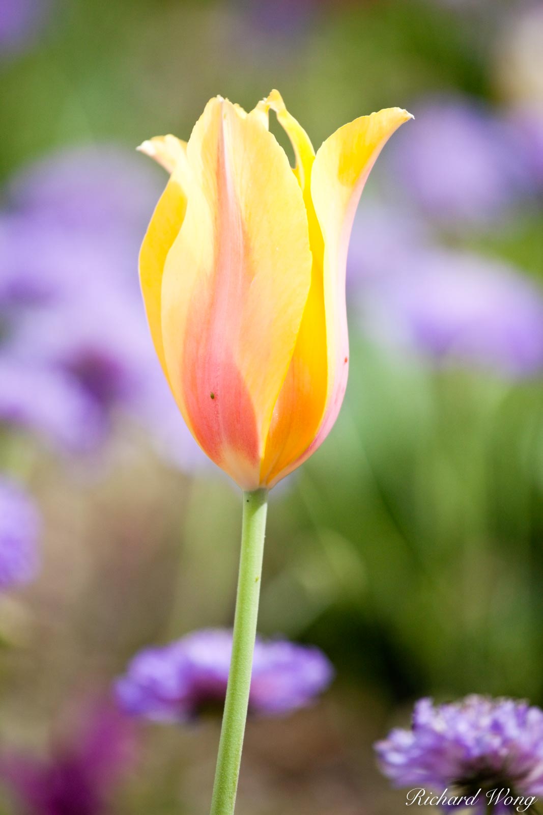 Yellow Tulip, Descanso Garden, California What I like most about close-up flower and macro photography is selecting which background...