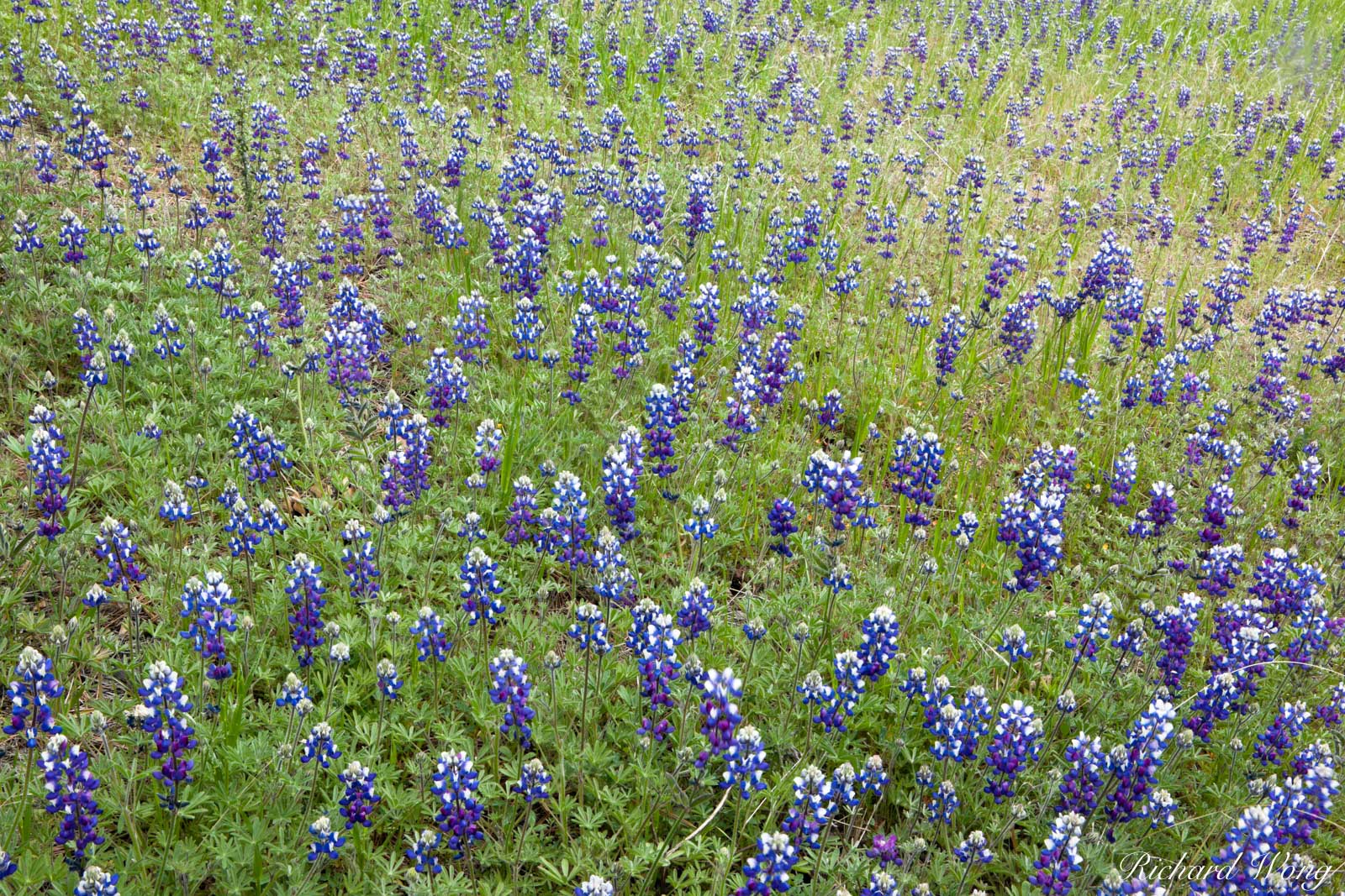 Lupine Wildflowers, Figueroa Mountain Recreation Area, Santa Barbara County, California