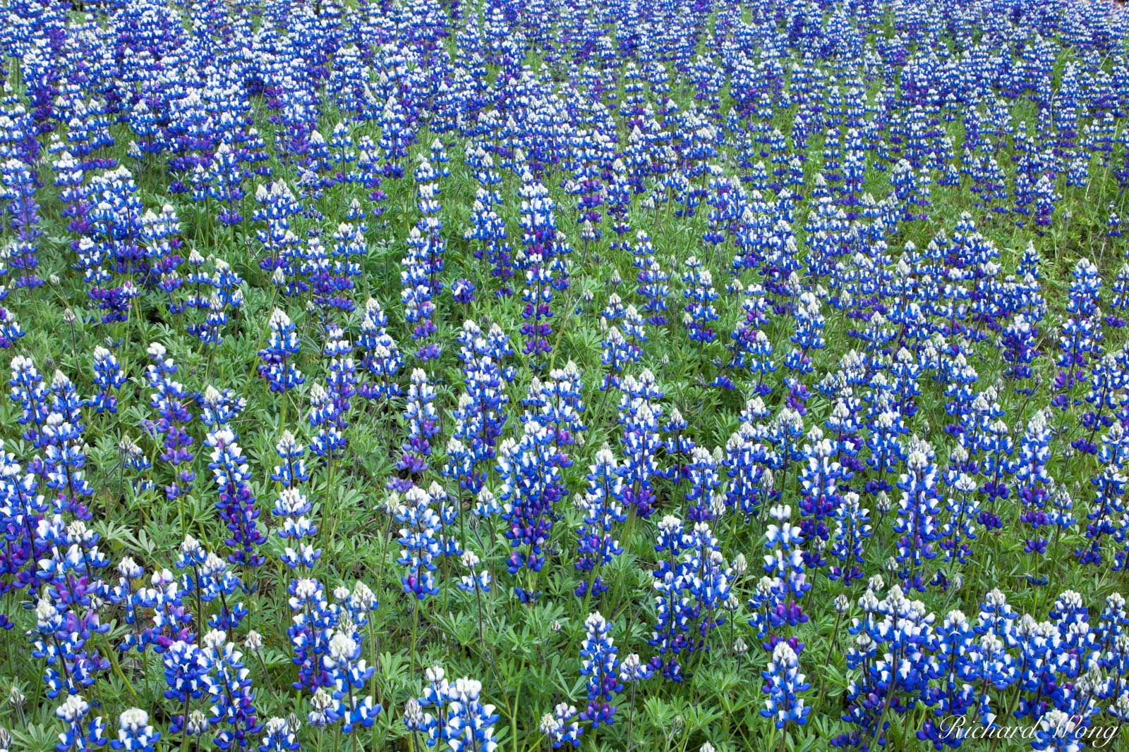 Lupine Wildflowers, Figueroa Mountain Recreation Area, California