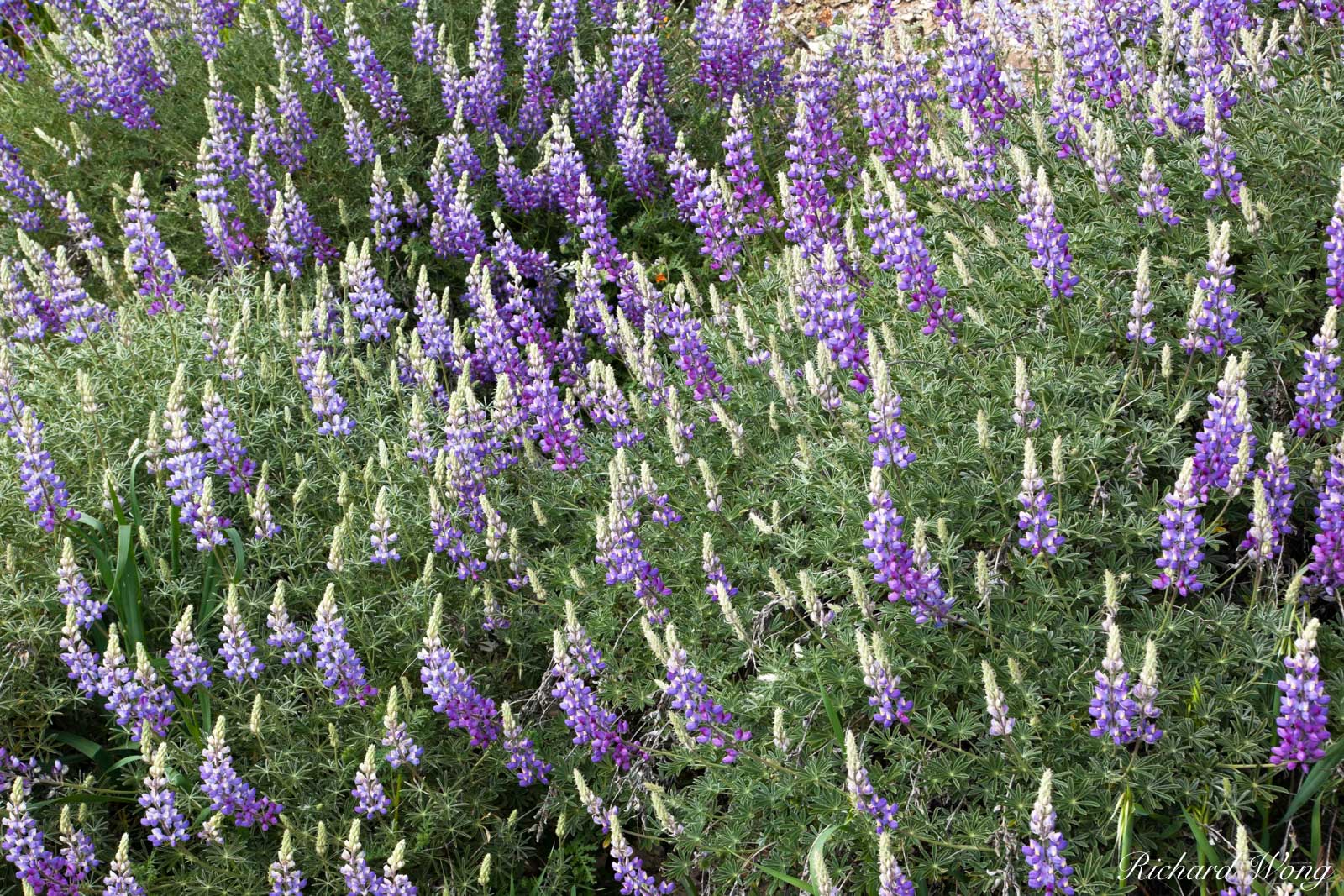 Bush Lupine, Figueroa Mountain Recreation Area, California