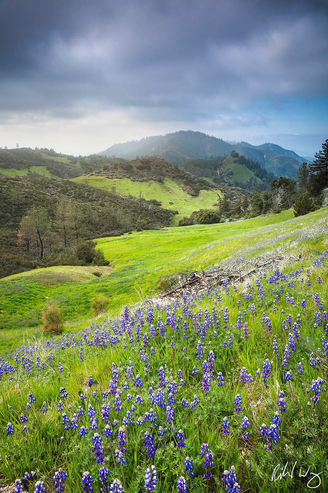 Figueroa Mountain Scenic Landscape, Santa Ynez Mountains, California