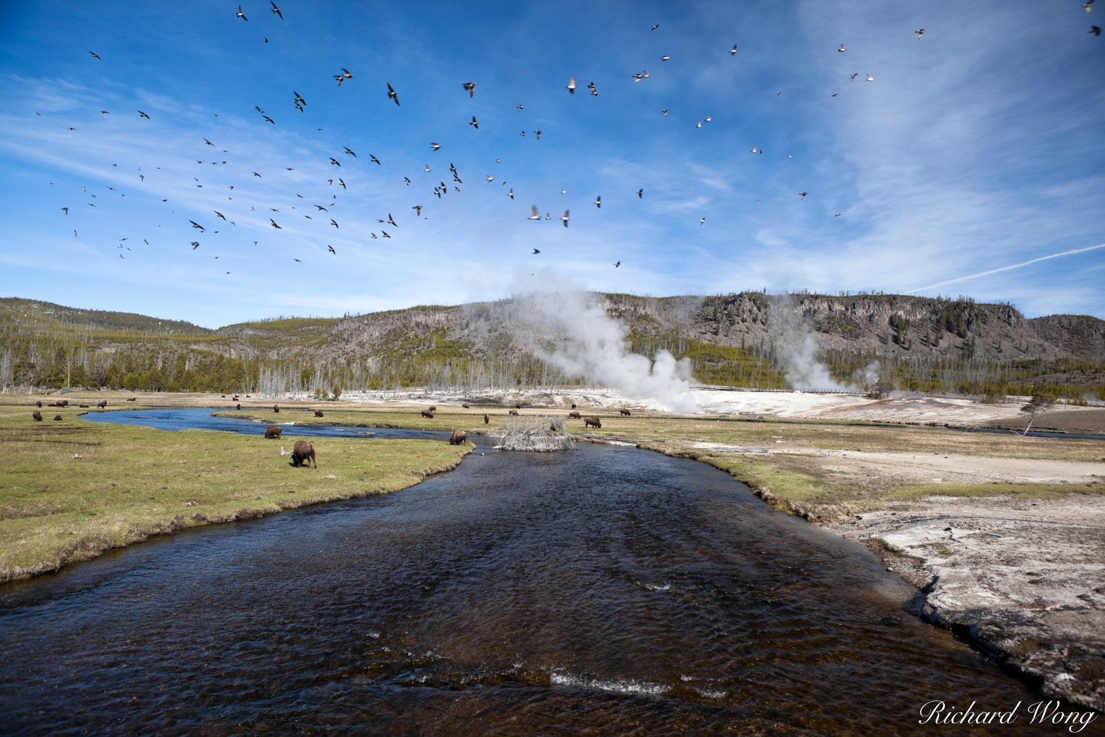 Bison and Birds Along the Firehole River at Biscuit Basin, Yellowstone National Park, Wyoming