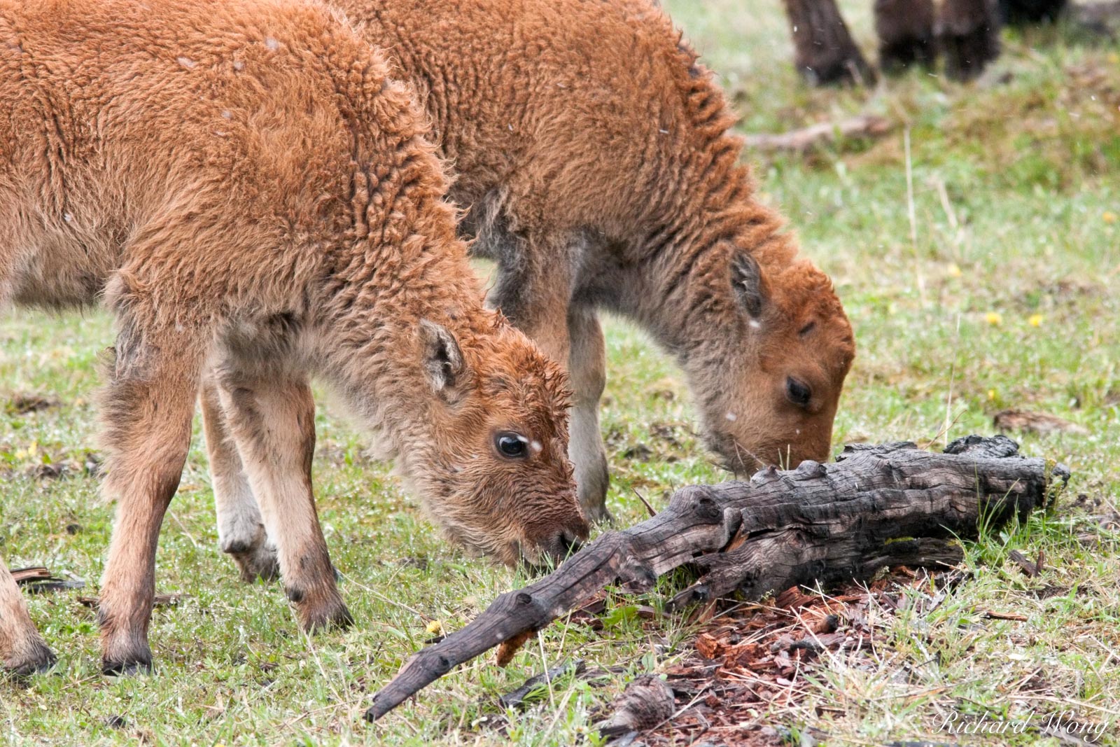 Pair of Baby Bison Calves Grazing, Yellowstone National Park, Wyoming