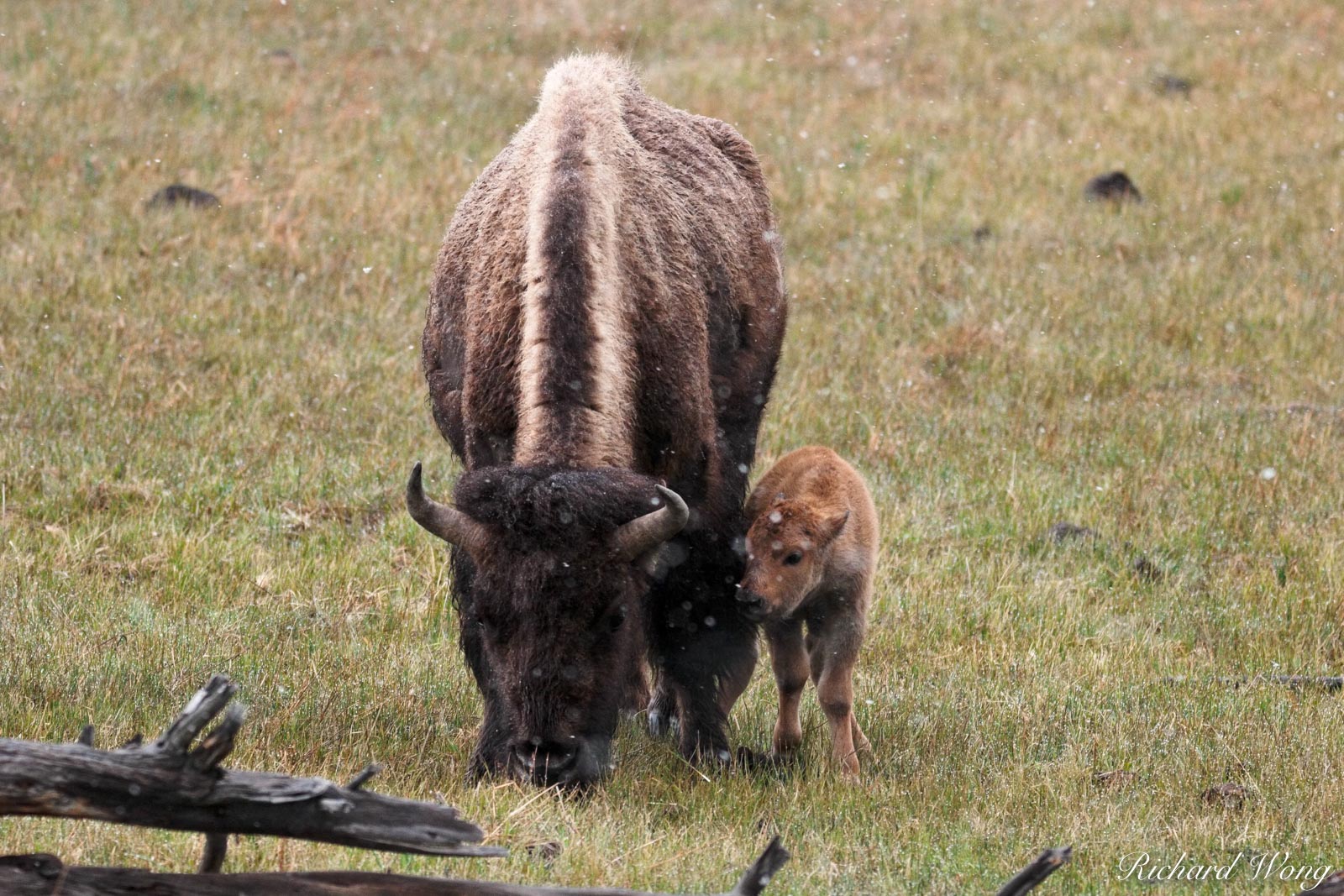 Baby Bison Calf Showing Affection to Mother, Yellowstone National Park, Wyoming