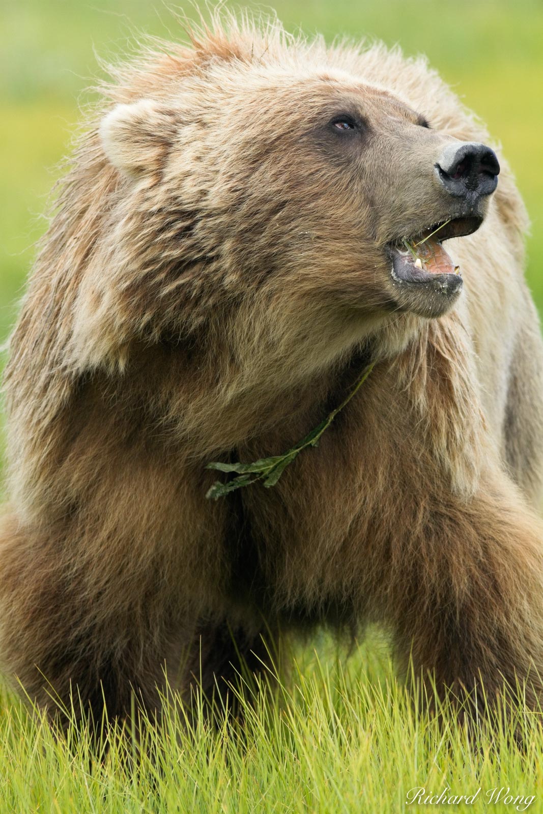 Grizzly Bear Feeding on Grass, Lake Clark National Park, Alaska, photo