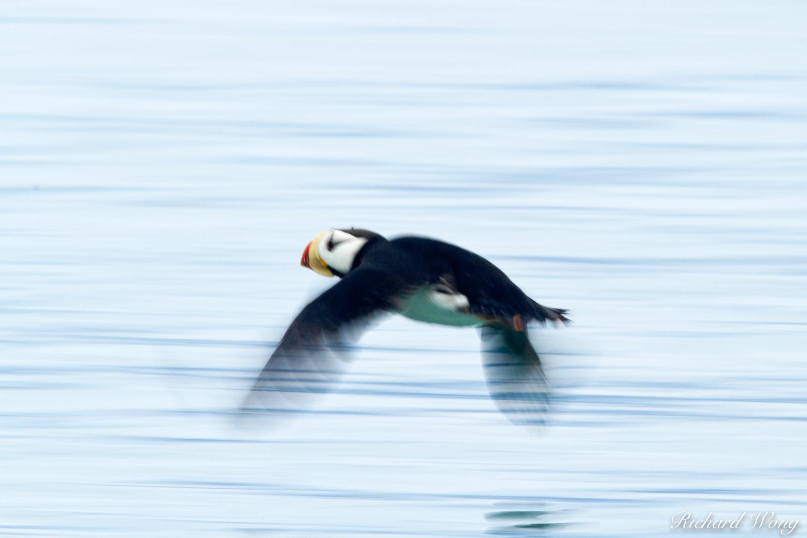 Horned Puffin Skimming Above Water, Alaska Maritime National Wildlife Refuge near Lake Clark National Park, Alaska, photo