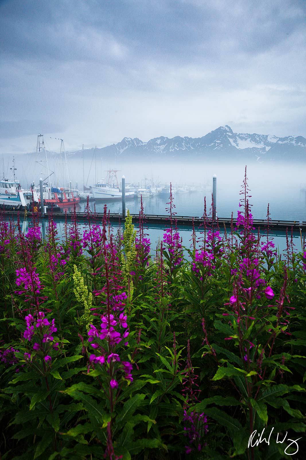 Purple Fireweed Wildflowers at Seward Boat Harbor, Seward, Alaska, photo