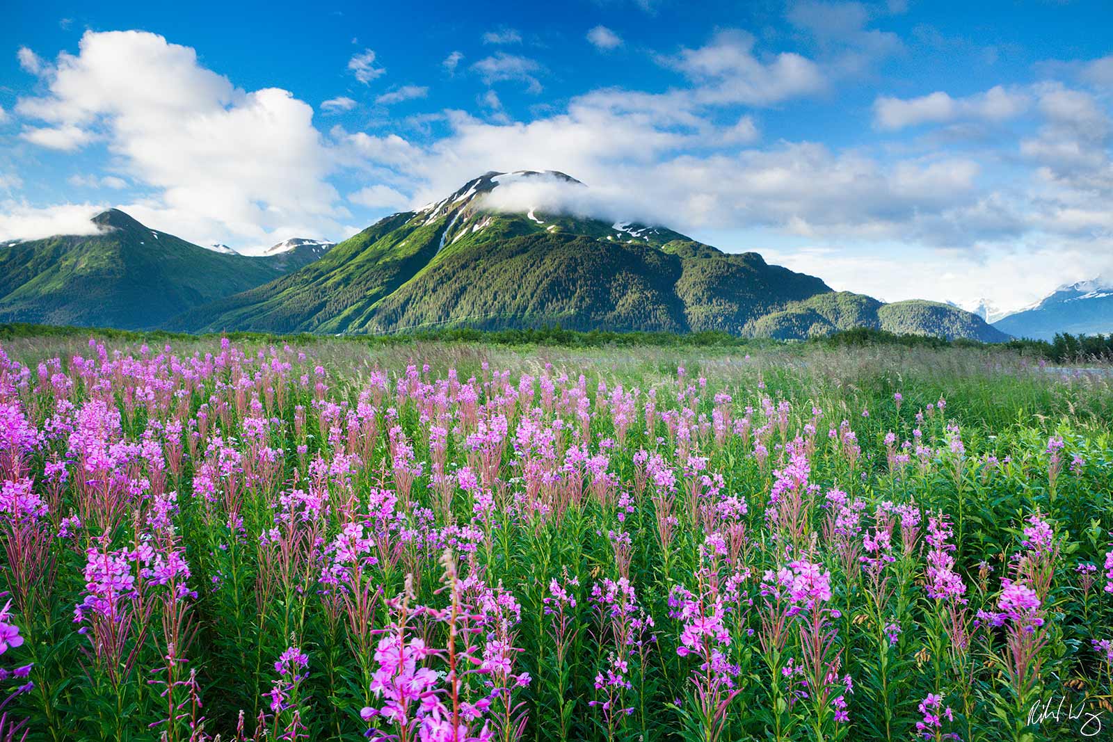 Fireweed Wildflowers Along Seward Highway, Chugach National Forest, Alaska, photo