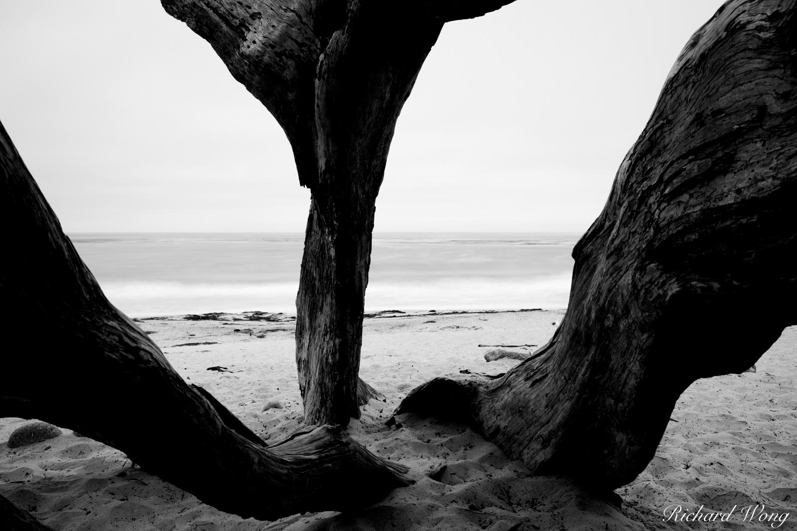 Black and White Photo of Monterey Cypress Tree Trunks at Carmel Beach, Carmel-by-the-Sea, California, photo