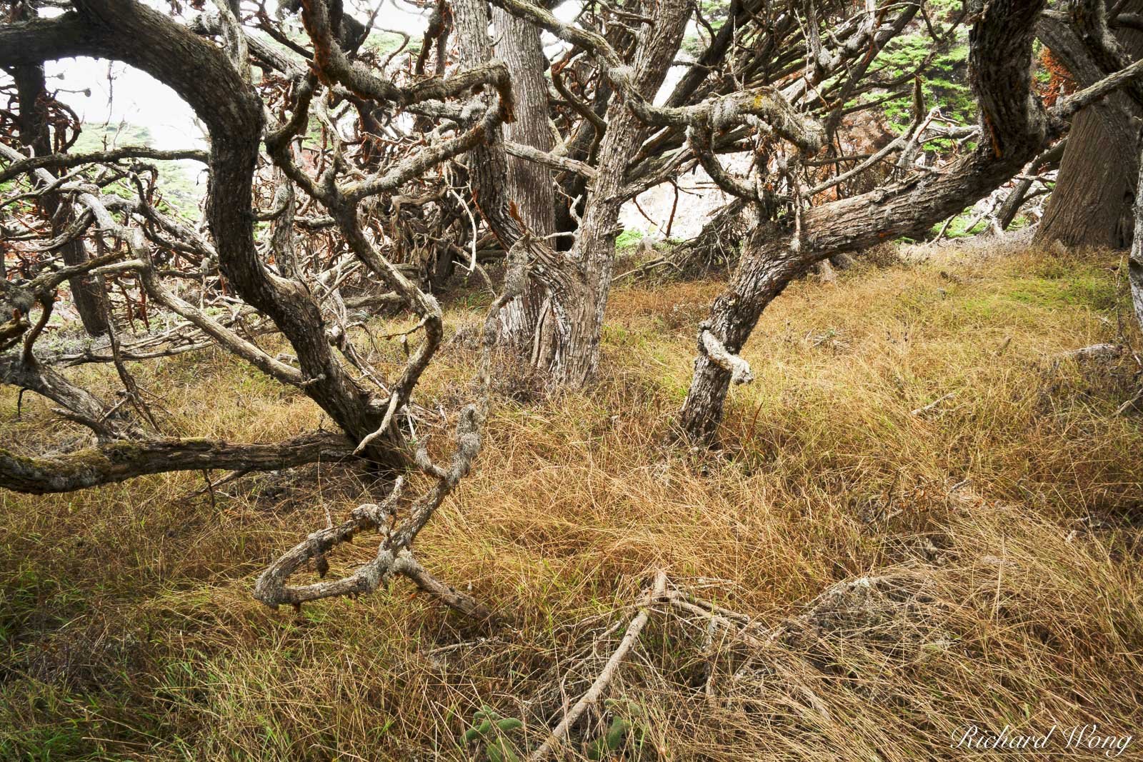 Wind-Gnarled Monterey Cypress Tree Trunks at Allan Memorial Grove, Point Lobos State Reserve, California, photo