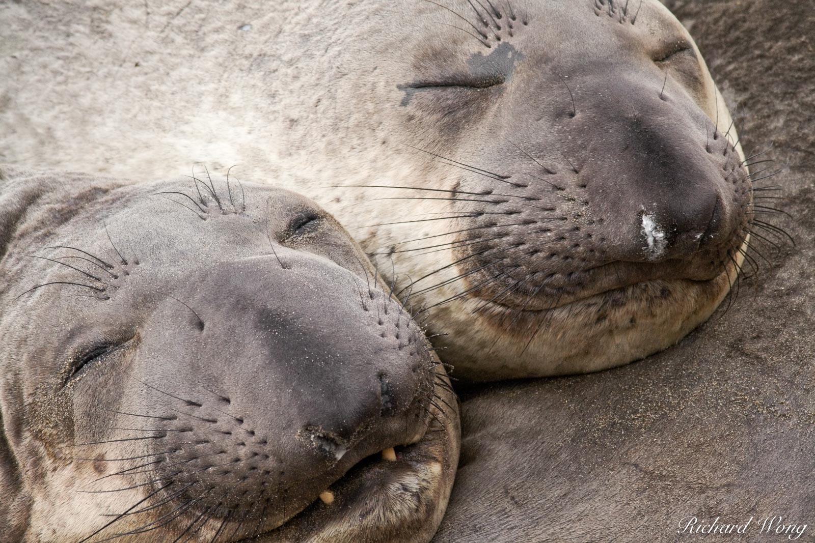 Elephant Seal Pups, Point Piedras Blancas, California, photo