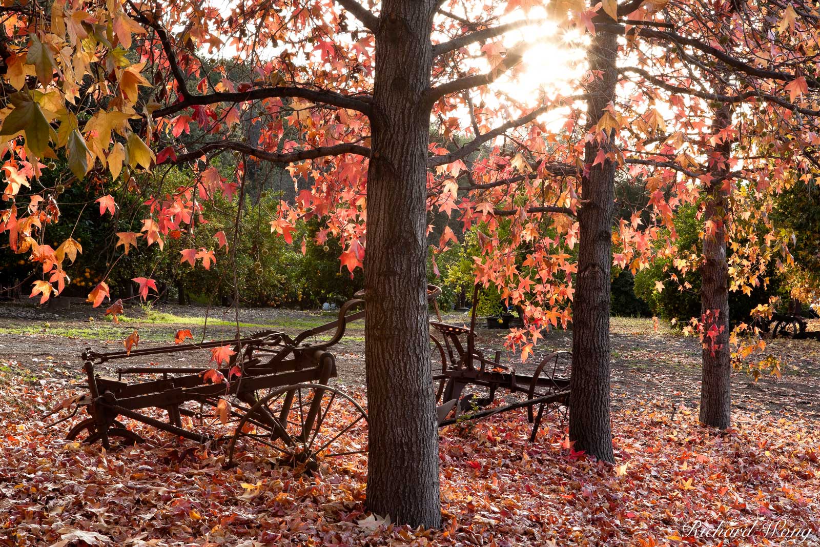 Liquid Amber at Peak Fall Color in Glendora Centennial Heritage Park, Glendora, California