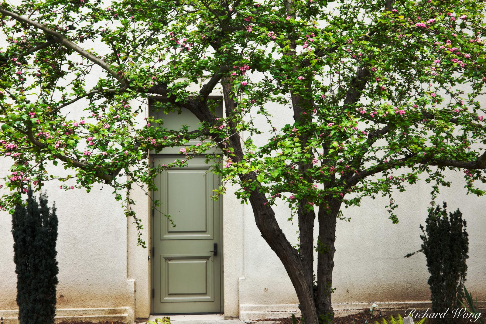 Spring Tree Flower Blossoms and Green Door to The Huntington Art Gallery, San Marino, California