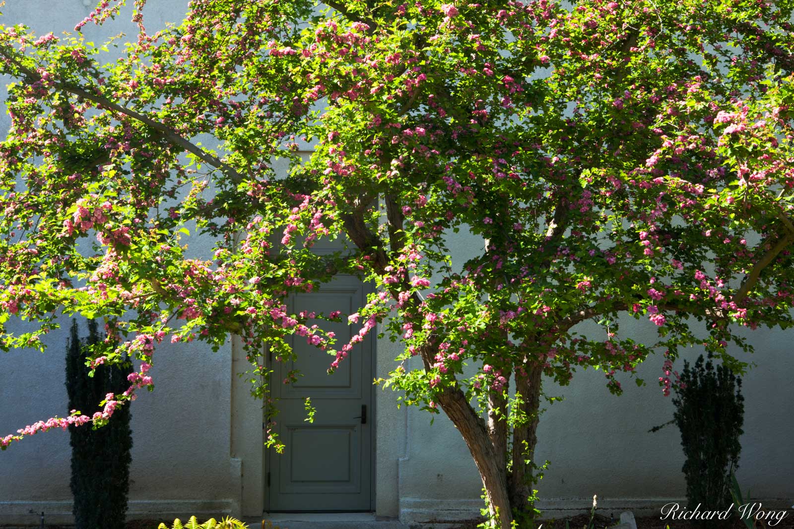 Spring Garden Flower Blooms and Green Door to the Huntington Art Gallery, San Marino, California