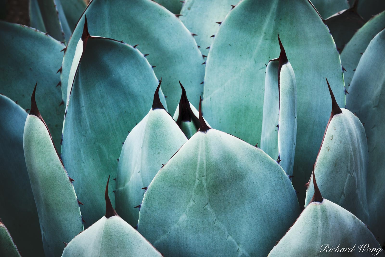 Desert Garden Agave at The Huntington Botanical Gardens, San Marino, California