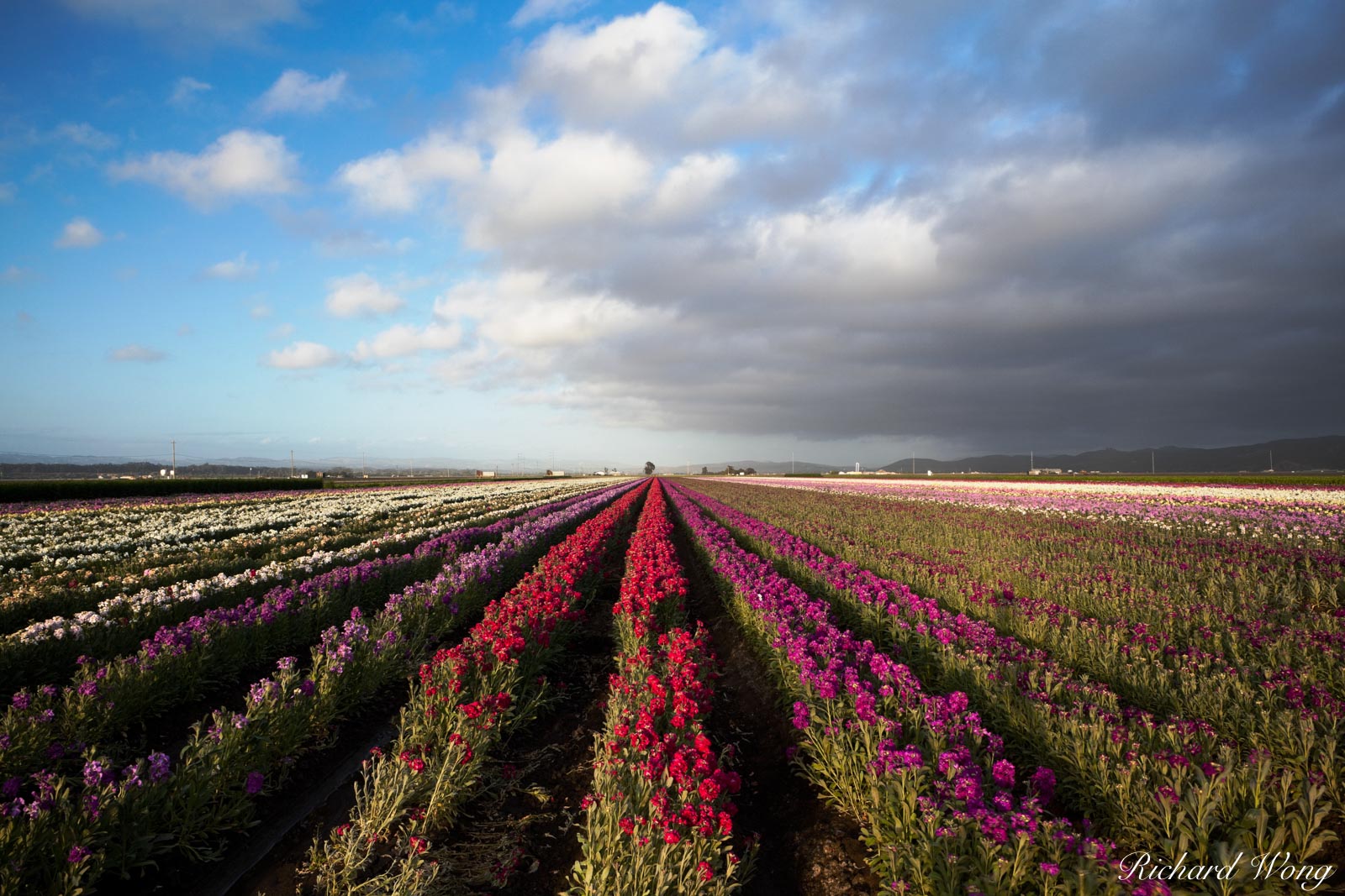 Flower Fields, Lompoc, California Many commercially-grown flowers come from Lompoc so I found myself here seeking out some leading...
