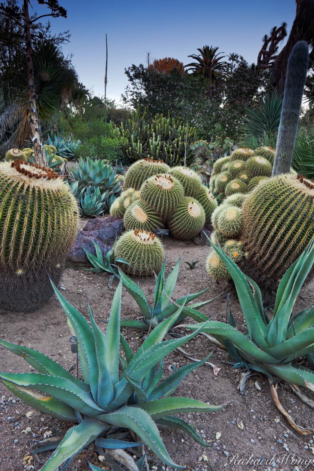 Desert Garden at The Huntington, San Marino, California