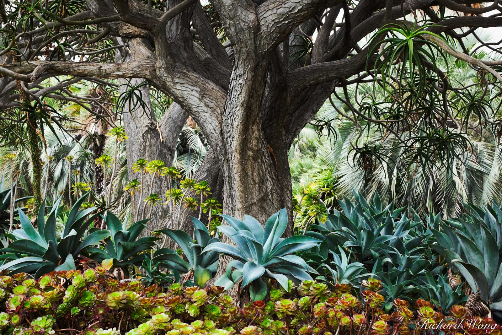 Palm Garden Scene at The Huntington, San Marino, California