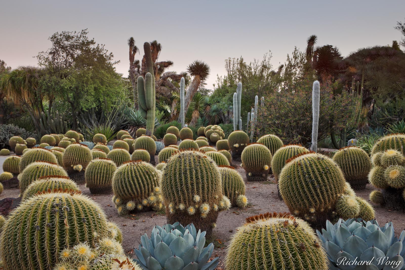 Desert Garden Sunset at The Huntington Botanical Gardens, San Marino, California