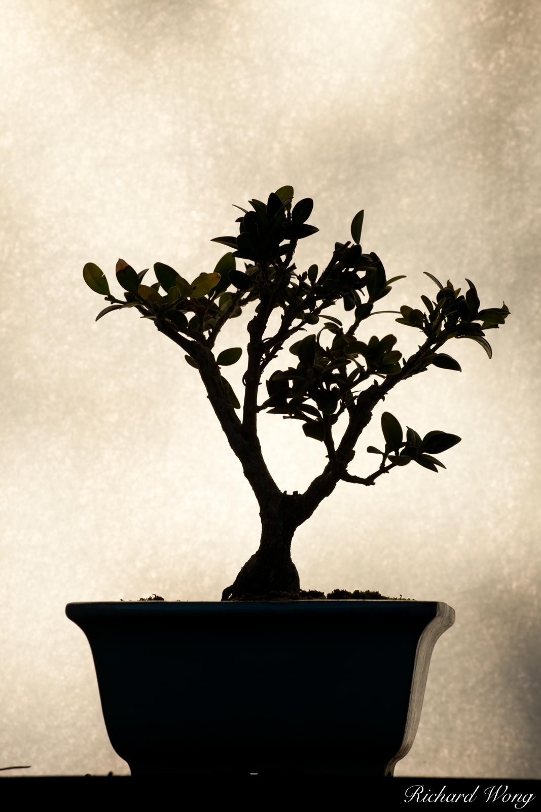 Bonsai Tree Silhouette at Japanese Garden / The Huntington Botanical Gardens, San Marino, California