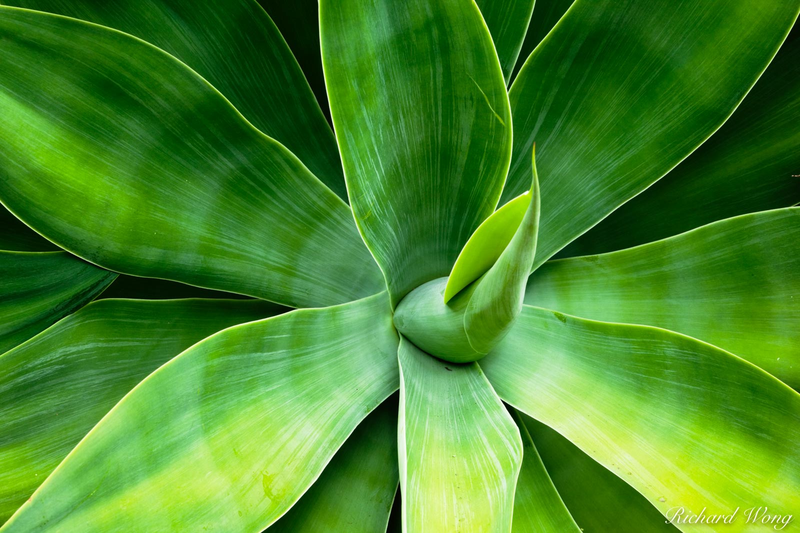 Yucca Plant Leaves at Desert Garden / The Huntington Botanical Gardens, San Marino, California