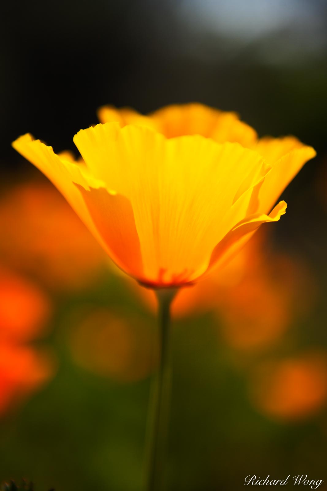 Golden Poppy Along Pacific Coast Highway (PCH) North of San Simeon, San Luis Obispo, California