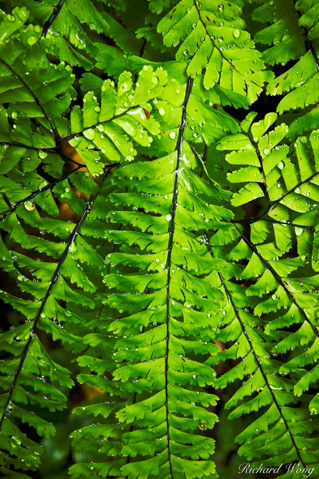 Fern with Waterdrops in Temperate Rainforest, Columbia River Gorge National Scenic Area, Oregon, photo