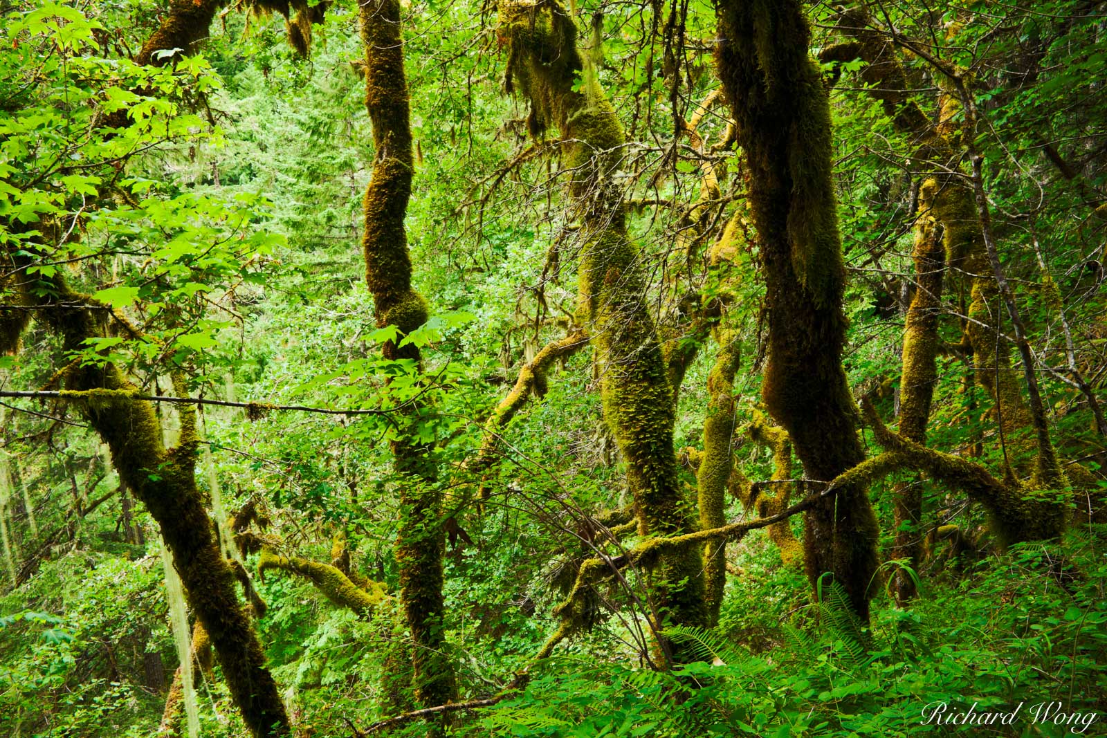 Temperate Rainforest Columbia River National Scenic Area