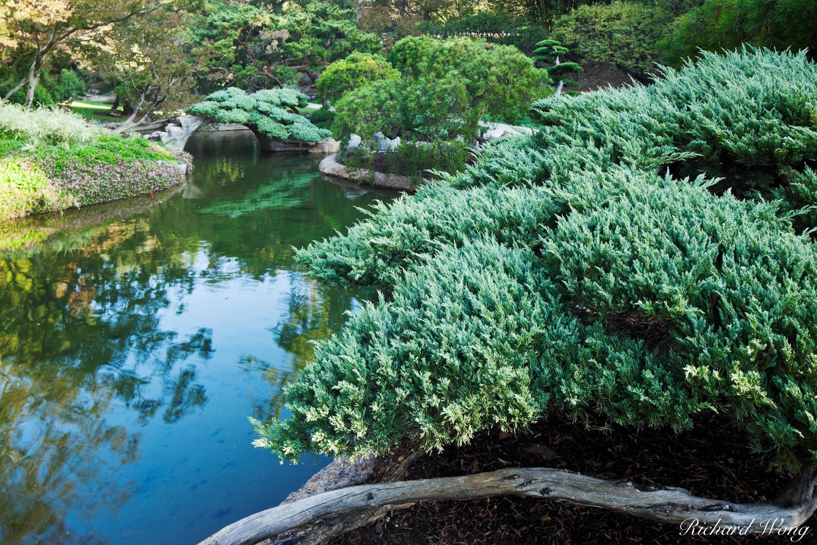 Japanese Garden at Huntington Botanical Gardens, San Marino, California