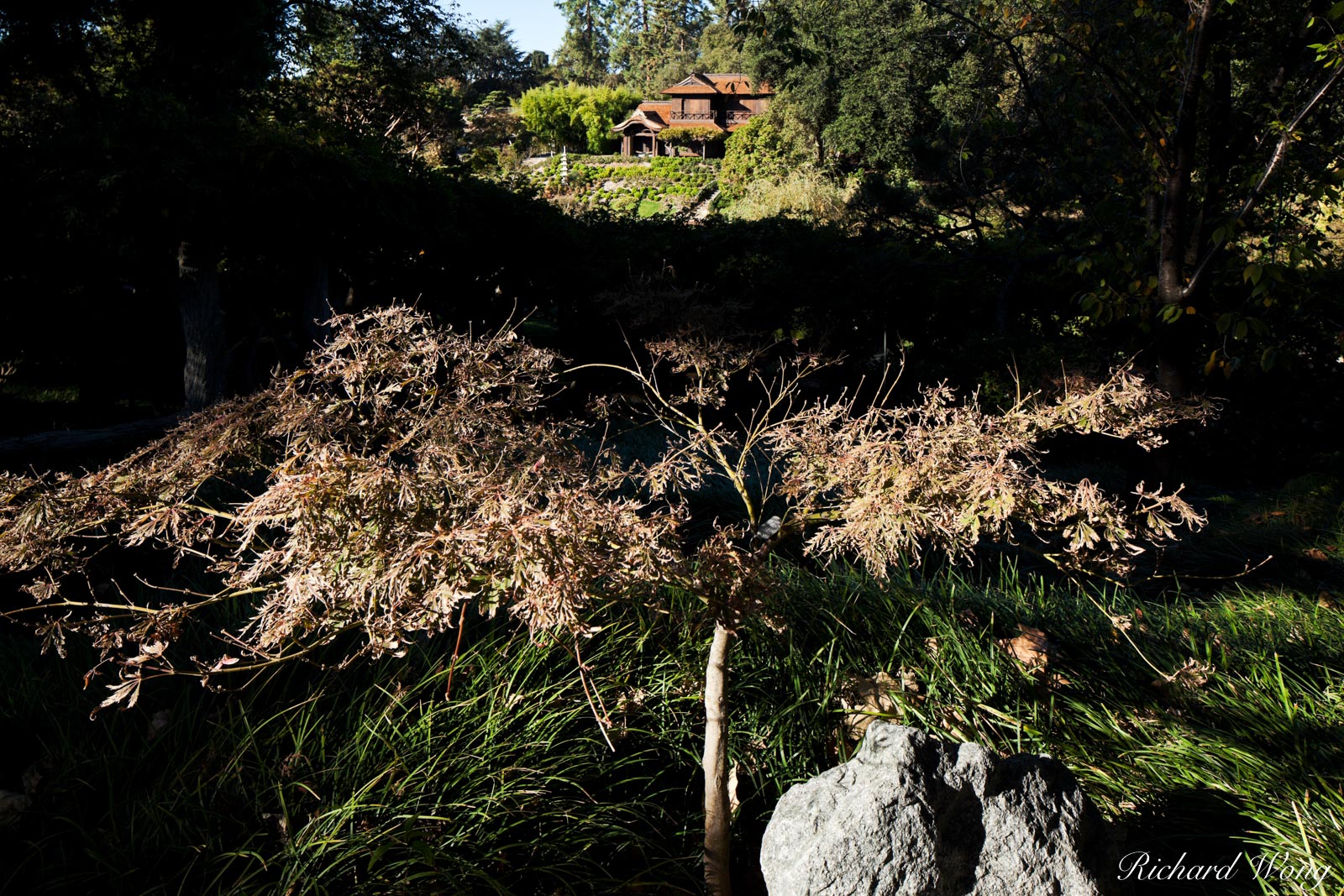 Japanese Garden Overlook at The Huntington, San Marino, California