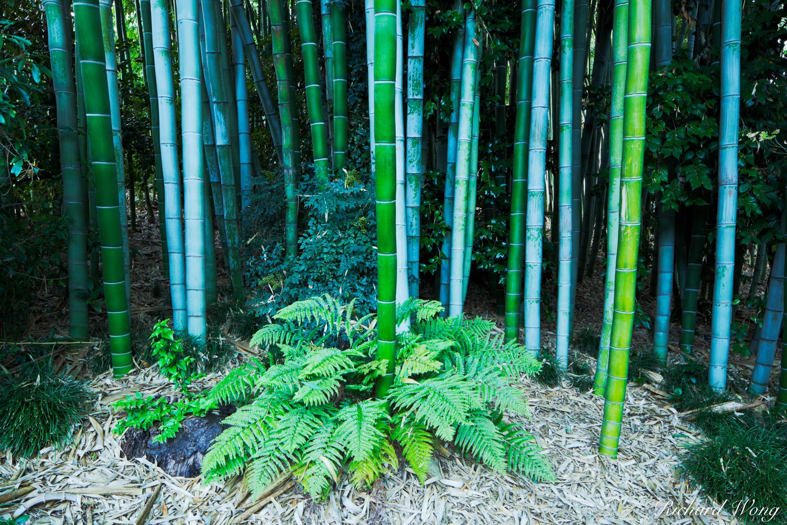 Bamboo in Japanese Garden at The Huntington, San Marino, California