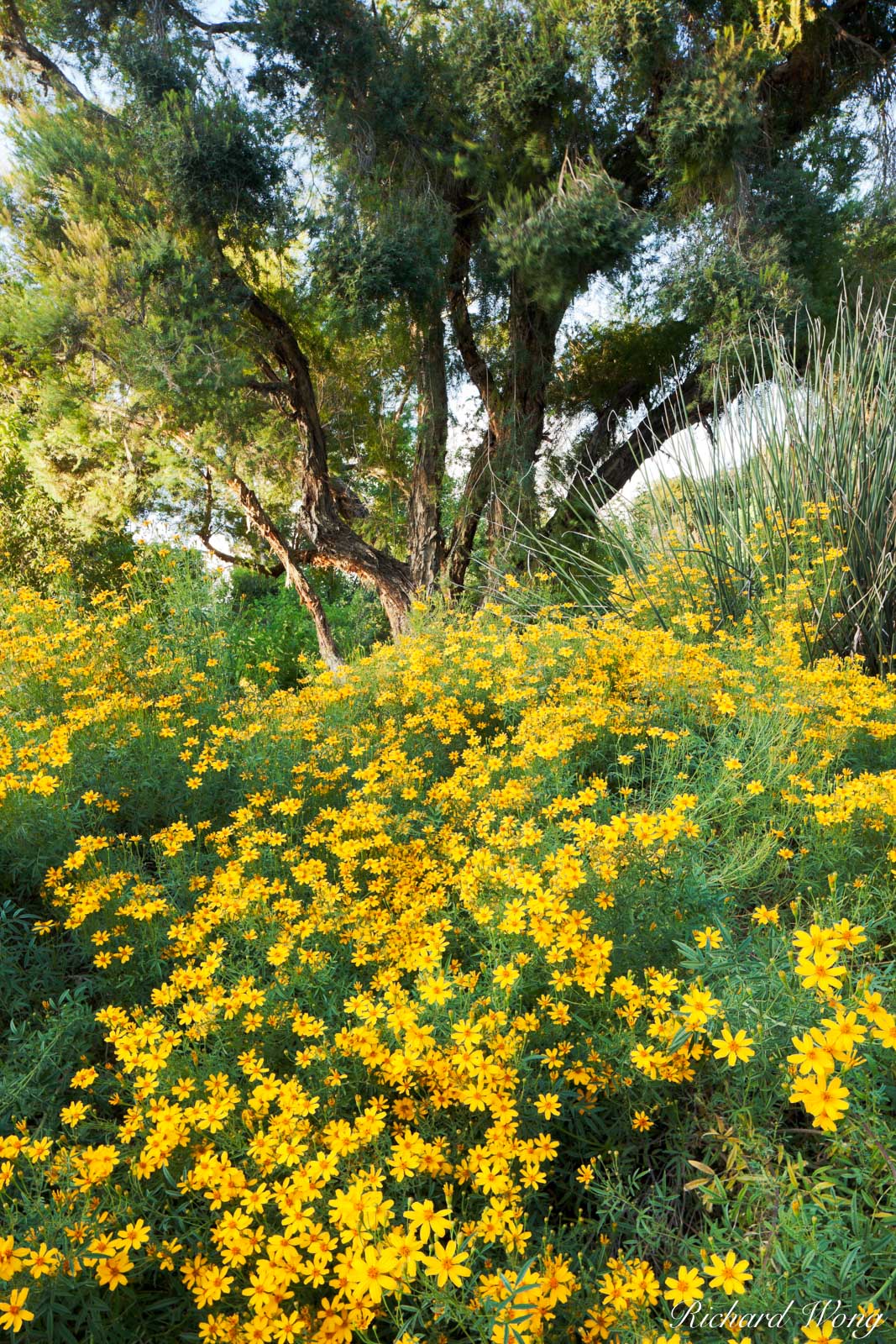 Blooming Yellow Chi Chi Flowers in Australian Garden at The Huntington, San Marino, California