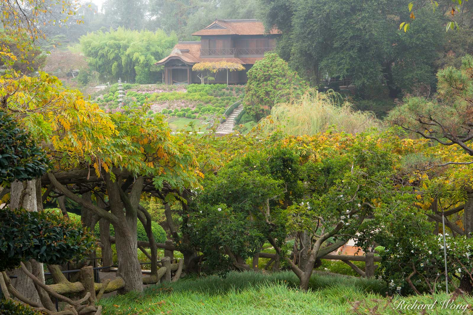 Foggy Fall Morning in the Japanese Garden at The Huntington, San Marino, California