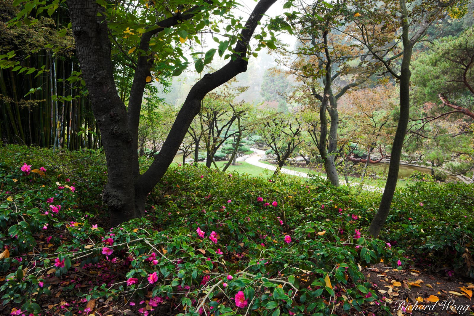ink Flowers and Trees in Japanese Garden at The Huntington, San Marino, California