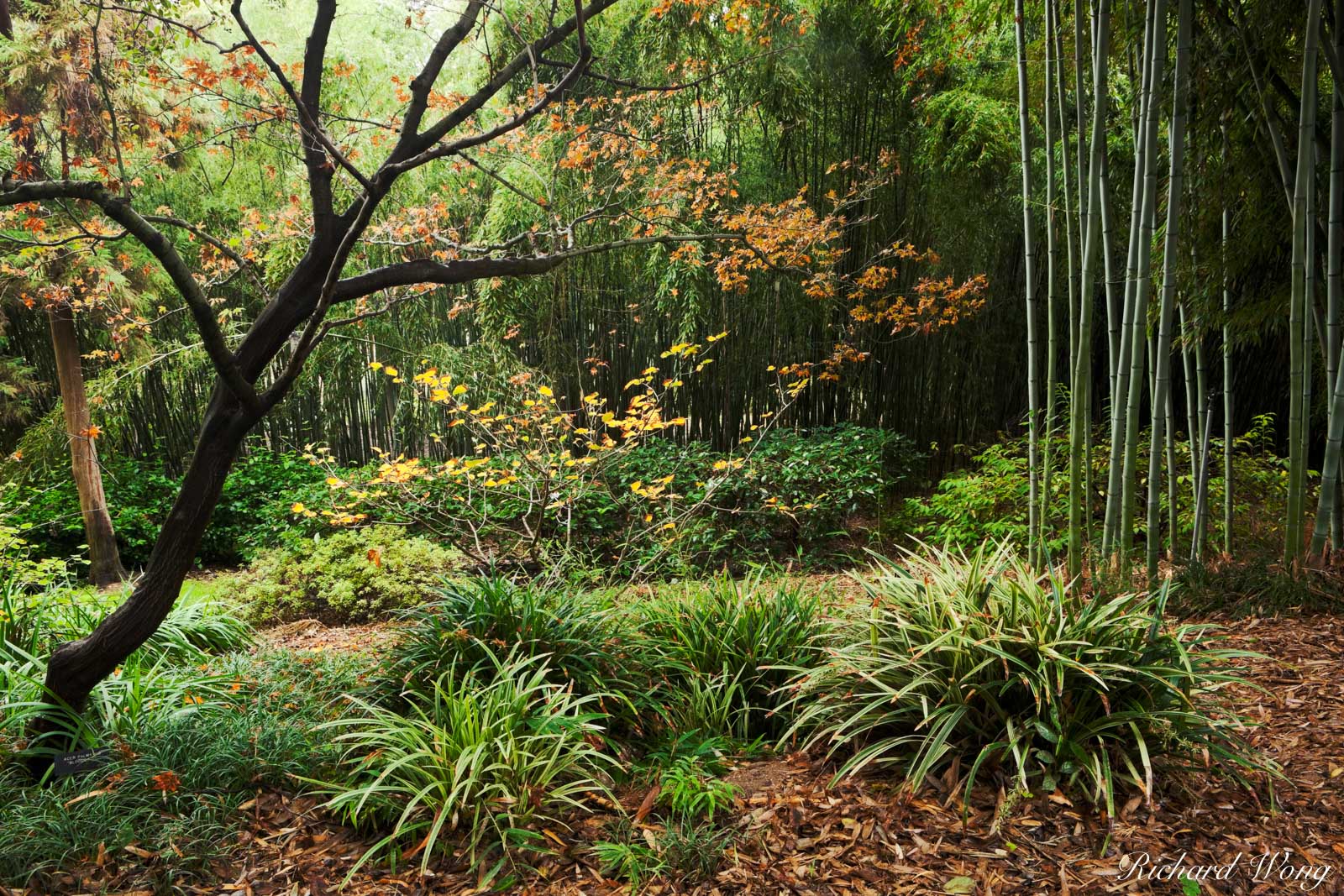 Fall Foliage in Bamboo Forest / Japanese Garden at The Huntington, San Marino, California
