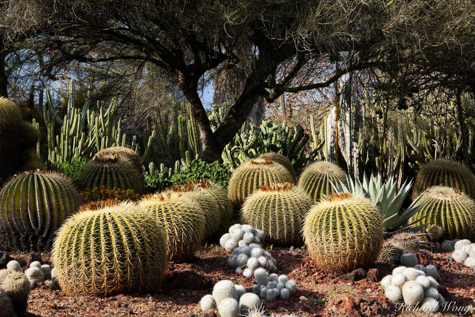 Desert Garden at The Huntington Botanical Gardens, San Marino, California